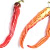 Hot Portugal - Sjemenke chili papričica 2