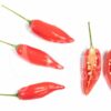 Peruvian Pointer - Sjemenke chili papričica 1