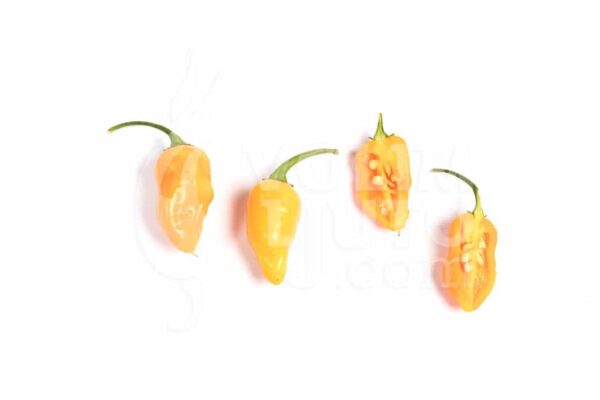 Datil - Sjemenke chili papričica 3