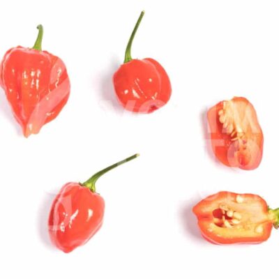 Zalijevanje chili papričica - manje je više ili više je manje? 9