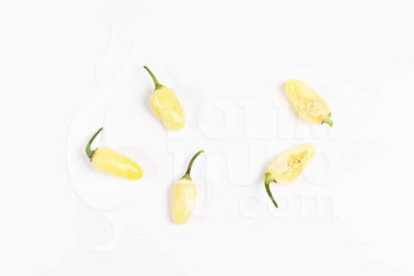 Habanero White - Sjemenke chili papričica 3