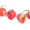 Red Savina Habanero - Sjemenke chili papričica 2