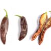 Ecuadorian Brown - Sjemenke chili papričica 1