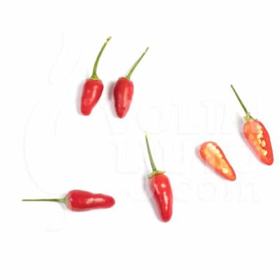 Thai Hot - Sjemenke chili papričica 7