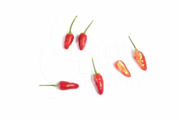Thai Hot - Sjemenke chili papričica 2