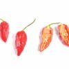 Naga Morich - Sjemenke chili papričica 1