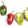 Jalapeno Conchos - Sjemenke chili papričica 2
