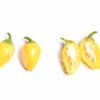Jalapeno Numex Lemon Spice - Sjemenke chili papričica 1
