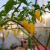 Aji Lemon Drop - Sjemenke chili papričica 1