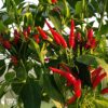 Etna - Sjemenke chili papričica 1