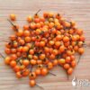 Aji Charapita sadnica chili papričice 1