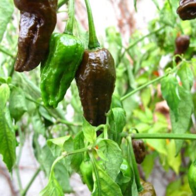 Bhut Jolokia Chocolate sadnica chili papričice 19 Bhut Jolokia Chocolate sadnica chili papričice 6