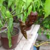 Bhut Jolokia Chocolate sadnica chili papričice 2