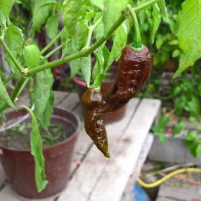 Kako se brinuti za mlade chili papričice: vodič kroz prve tjedne nakon klijanja 15 Bhut Jolokia Chocolate sadnica chili papričice