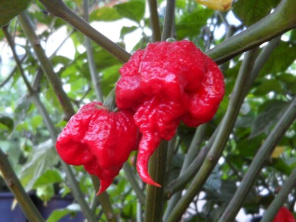 Carolina Reaper sadnica chili papričice 6