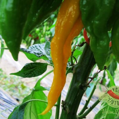 Fatalii sadnica chili papričice 9
