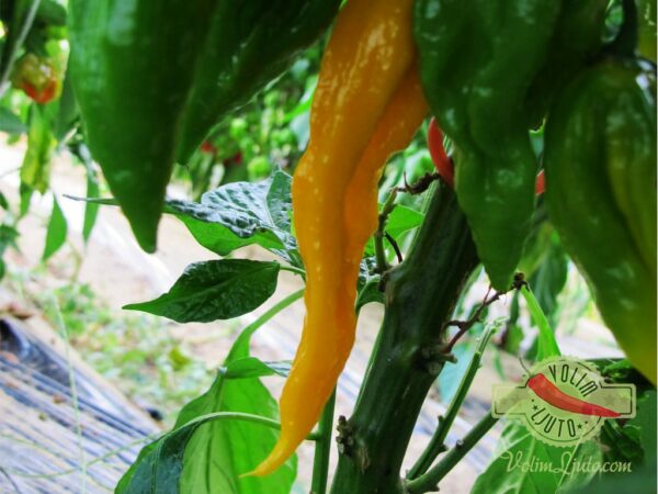 Fatalii sadnica chili papričice 6