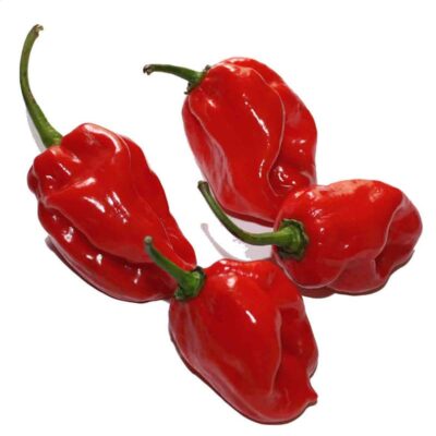 Habanero Red sadnica chili papričice 15 Habanero Red sadnica chili papričice 7