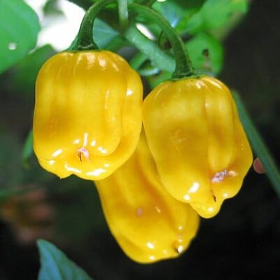 Habanero Yellow sadnica chili papričice
