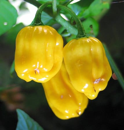 Habanero Yellow sadnica chili papričice 2