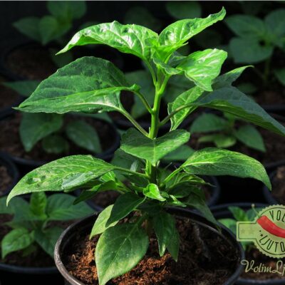 Habanero Yellow sadnica chili papričice 18 Habanero Yellow sadnica chili papričice 9