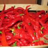 Tondo Picante Calabrese sadnica chili papričice 2