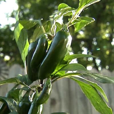 Jalapeno sadnica chili papričice 20