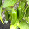 Jalapeno sadnica chili papričice 2 Jalapeno sadnica chili papričice 2