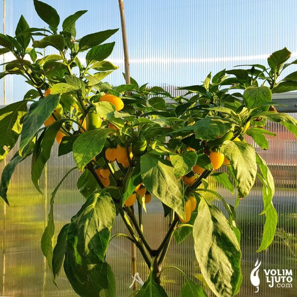 Numex Lemon Spice Jalapeno sadnica chili papričice 4