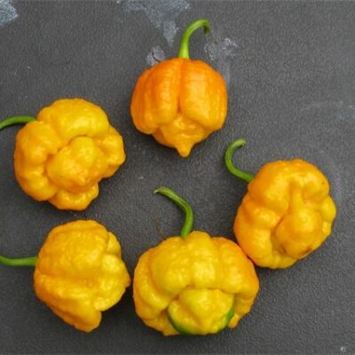 Trinidad Scorpion Yellow sadnica chili papričice 4