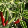 Serrano sadnica chili papričice 1
