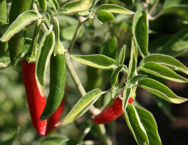 Serrano sadnica chili papričice 3