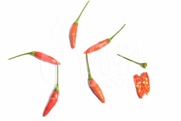 Tabasco sadnica chili papričice 3
