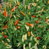 Tabasco sadnica chili papričice 1 Tabasco sadnica chili papričice 1