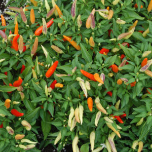 Tabasco sadnica chili papričice 7