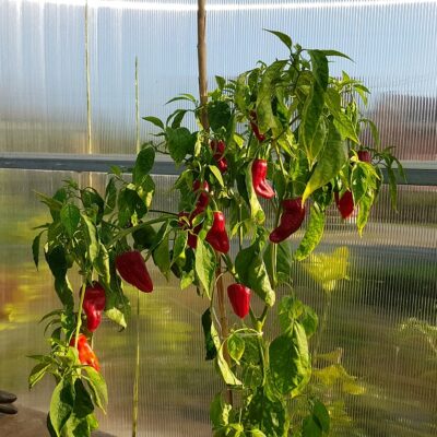 10 razloga zašto uzgajati chili papričice u plasteniku 4