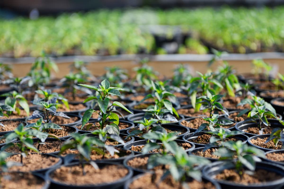 Sadnice chili papričica