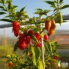 Bhut Jolokia Red sadnica chili papričice