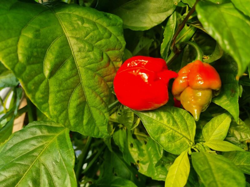 Lampa za biljke - 4 vrste rasvjete + 1 loša kod uzgoja chili papričica 164 Trinidad Scorpion Butch T sadnica chili papričice