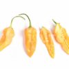 Bhut Jolokia Yellow - Sjemenke chili papričica