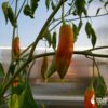 Aji Amarillo - Sjemenke chili papričica