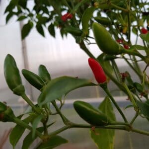 Pequin - Sjemenke chili papričica 4