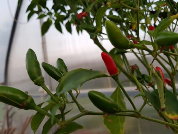 Pequin - Sjemenke chili papričica 3