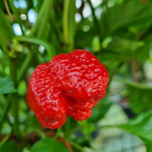 7 Pot Brain Strain Red - Sjemenke chili papričica 5