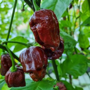 Trinidad Douglah - Sjemenke chili papričica 14