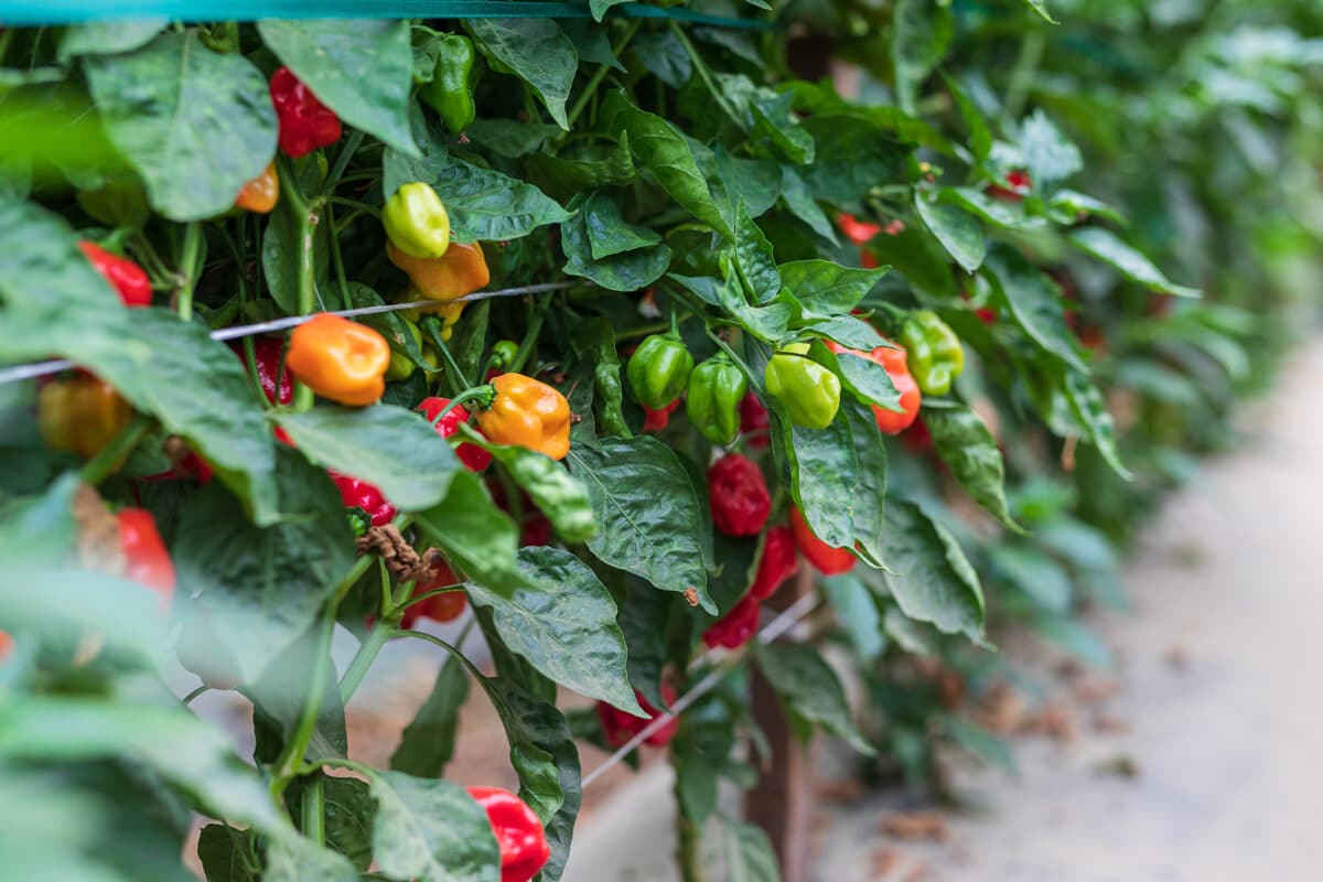 Sorte chili papričica - VolimLjuto.com