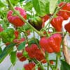 Jamaican Hot Red - Sadnica chili papričice 1