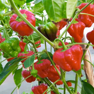 Jamaican Hot Red - Sjemenke chili papričica