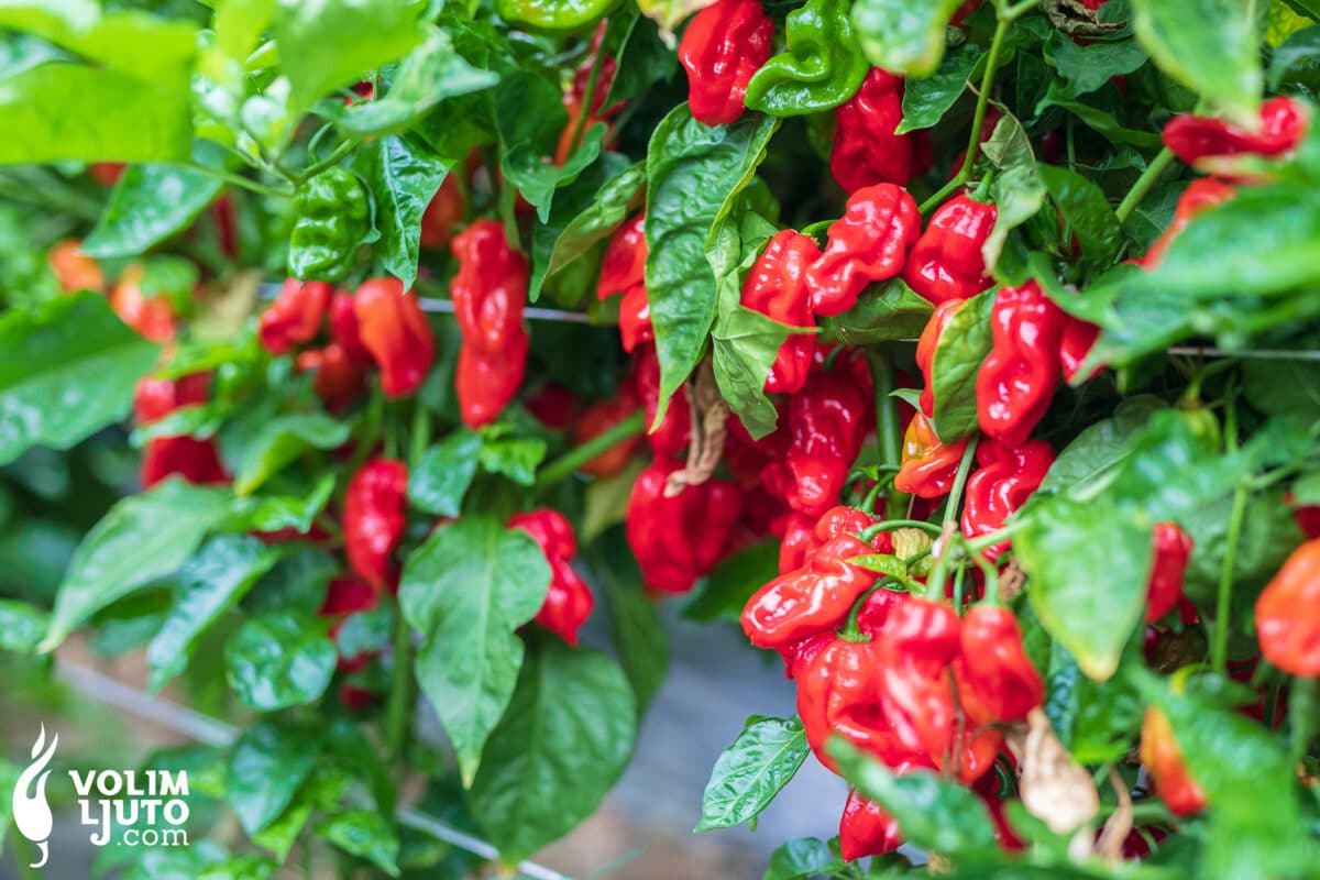 Stalni posao u Volim Ljuto - Djelatnik/ca za rad u poljoprivrednoj proizvodnji i preradi - NATJEČAJ ZATVOREN 1