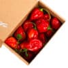 Habanero Red - svježe chili papričice 1